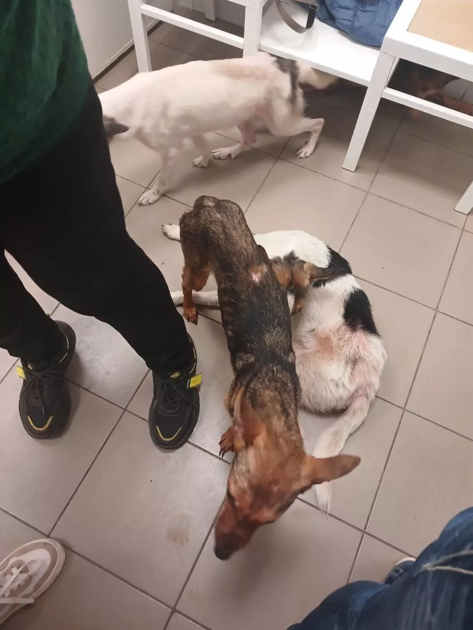 Женщина выбросила из окна дома четырех собак в Дзержинске
