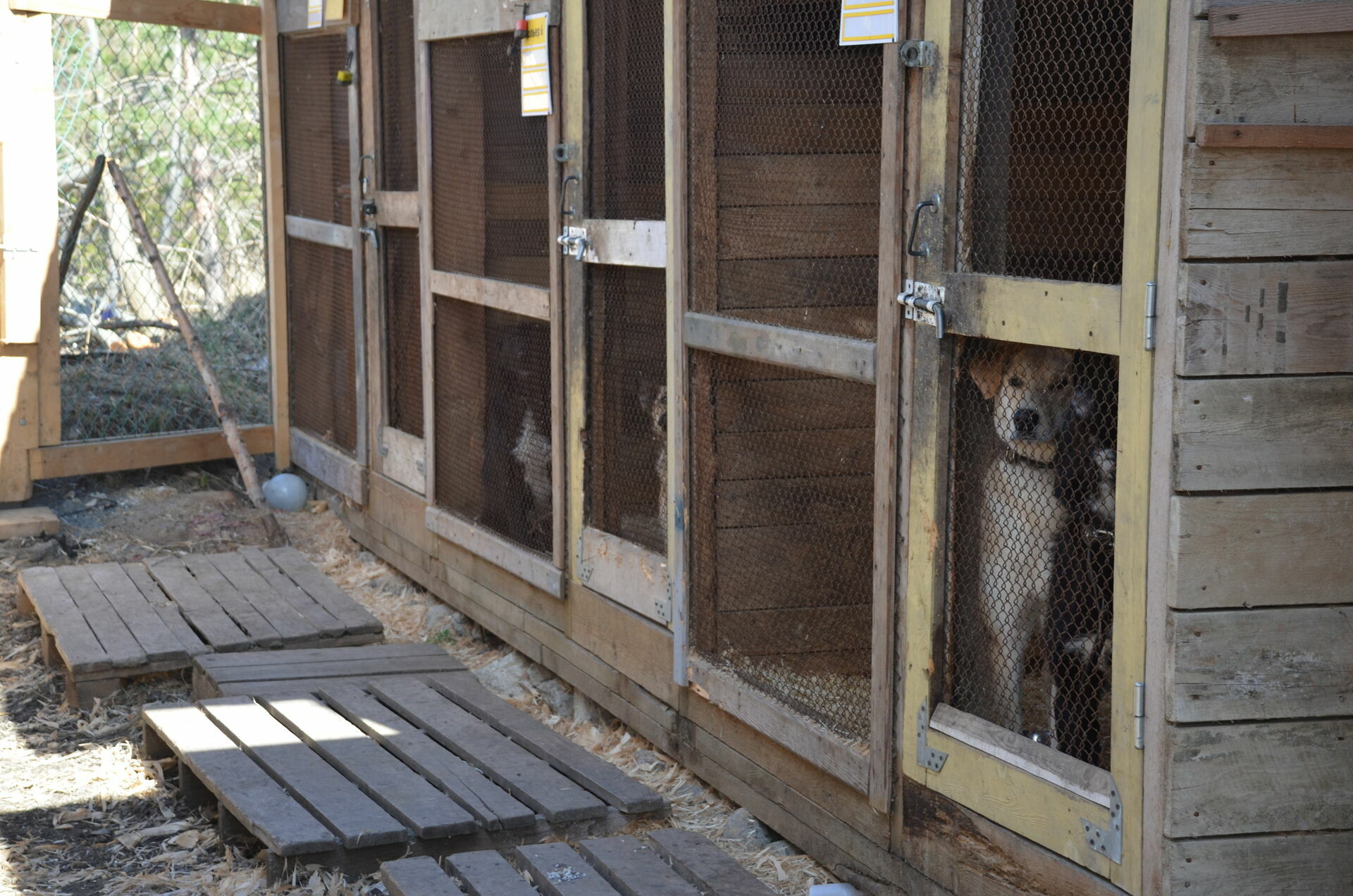 Из приюта в «концлагерь»: почему нижегородские животные умирают голодной смертью